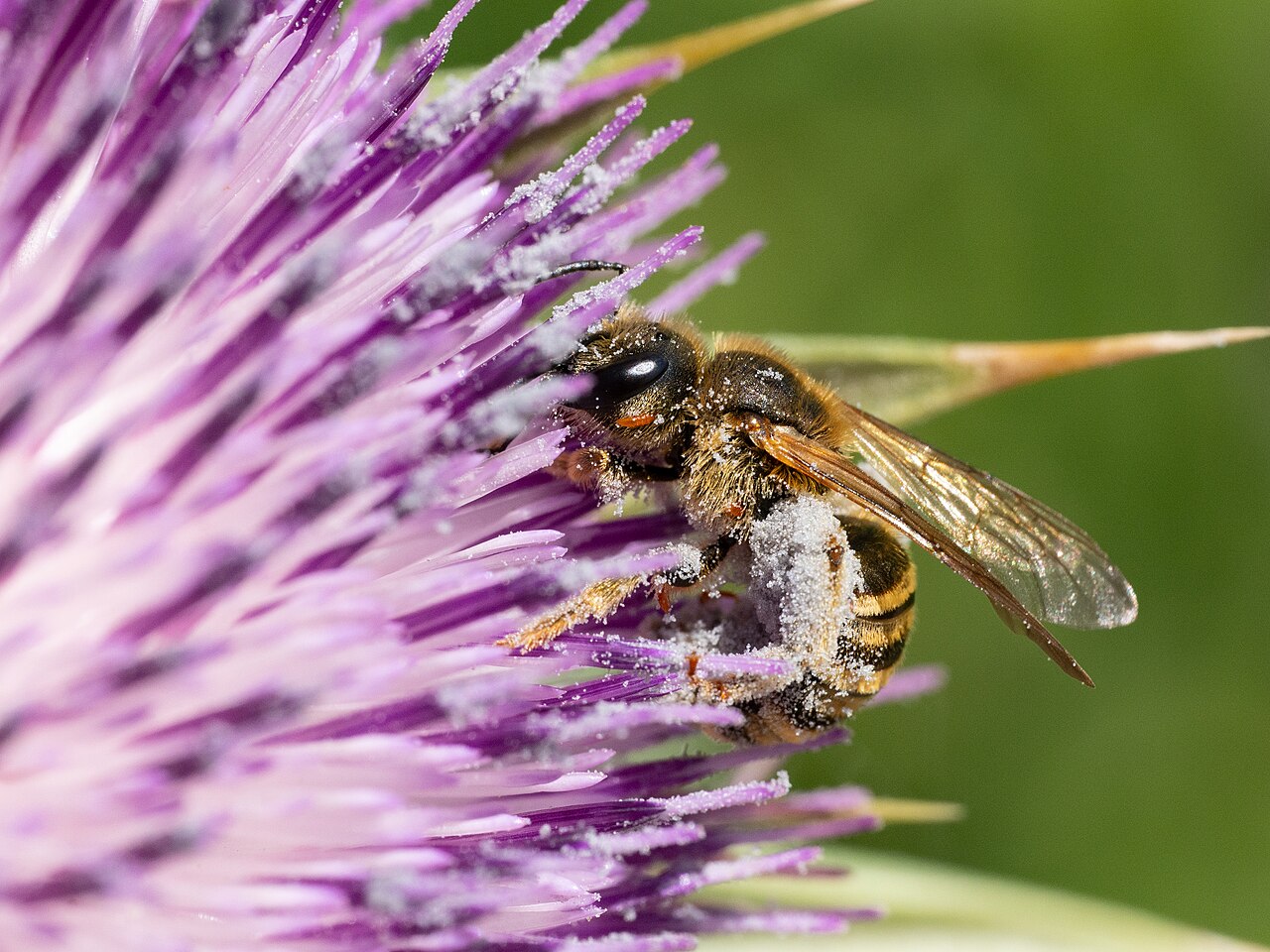 Sweat Bee: Swarm