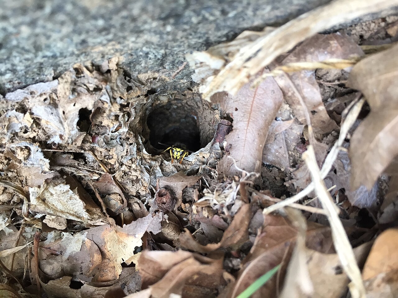 Yellowjacket: Nest / Hive