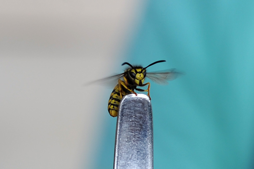Yellowjacket