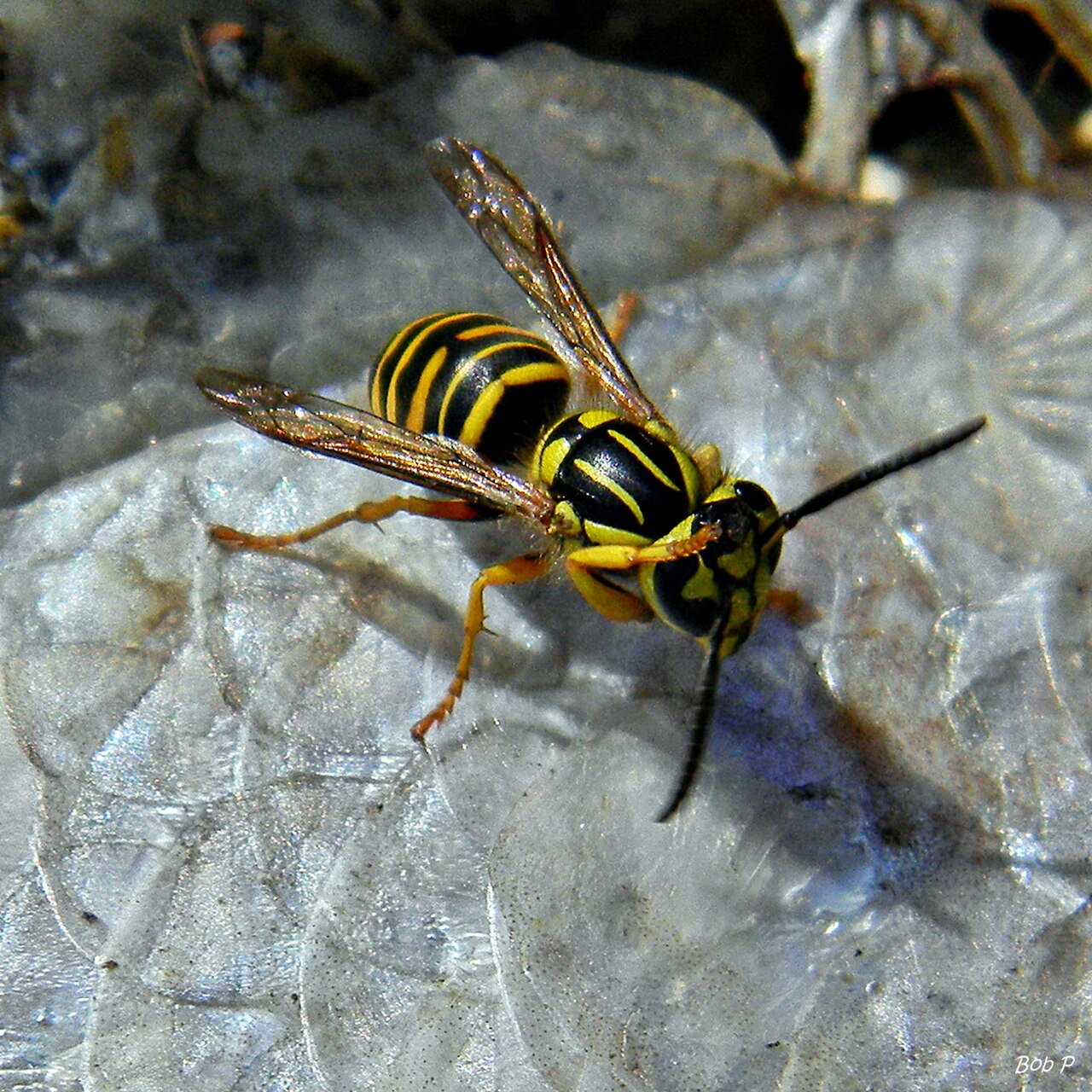 Yellowjacket: Swarm
