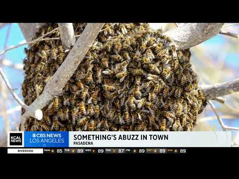CBS LA / KCAL: Invasion of bees takes over Pasadena