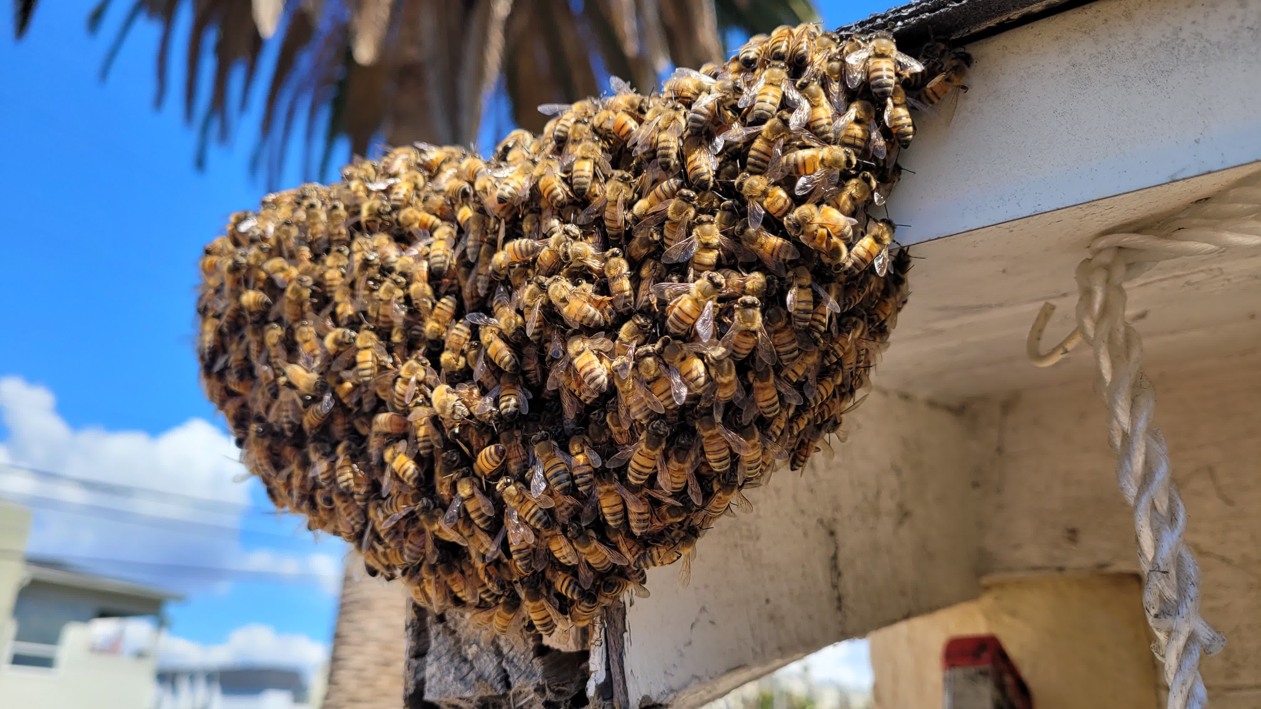 Emergency bee removal in progress