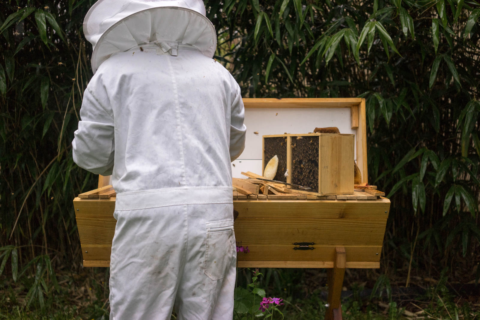 Beecasso beekeeper relocating a hive