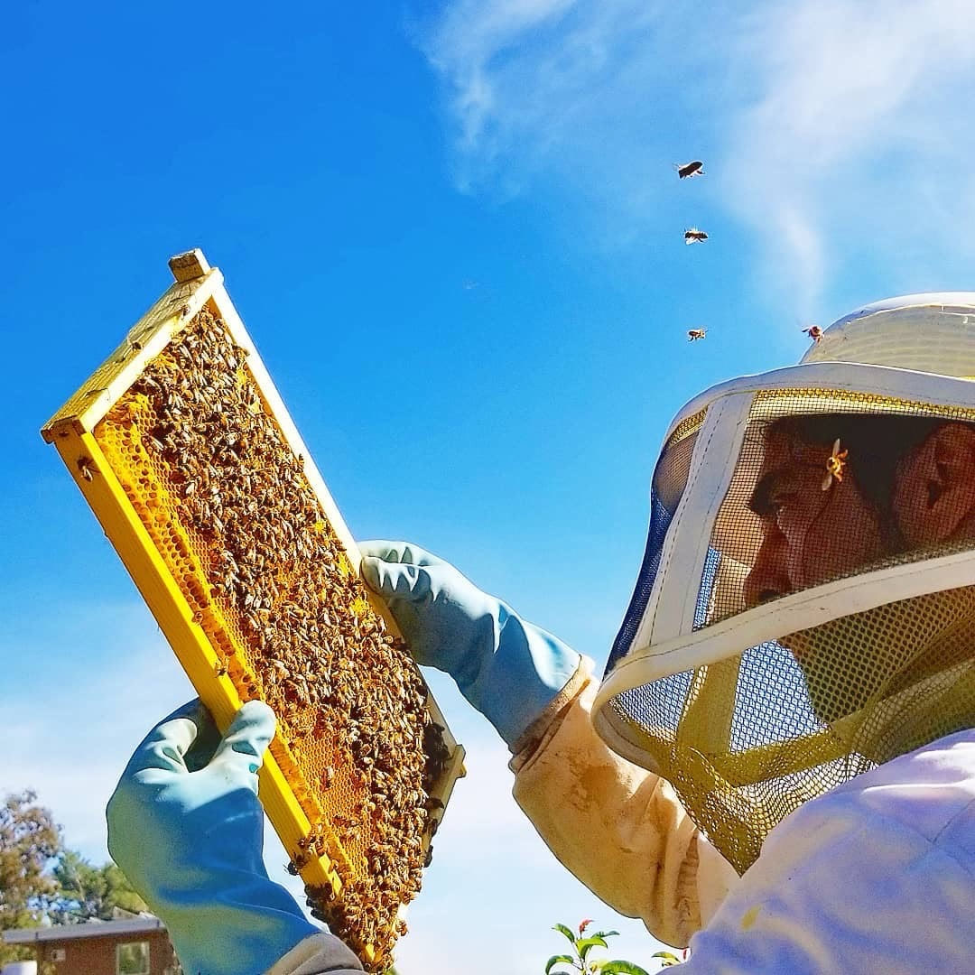 Beecasso beekeeper relocating a hive