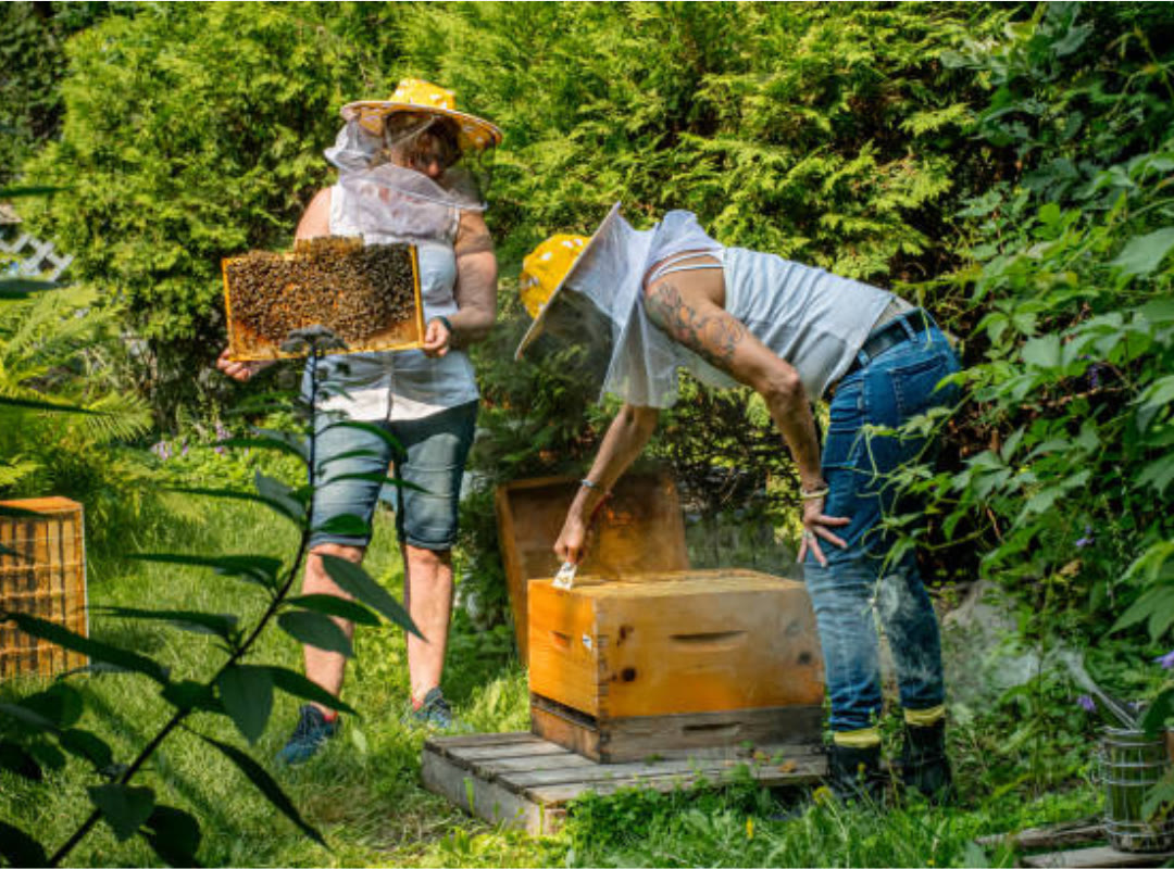Beecasso beekeeper relocating a hive