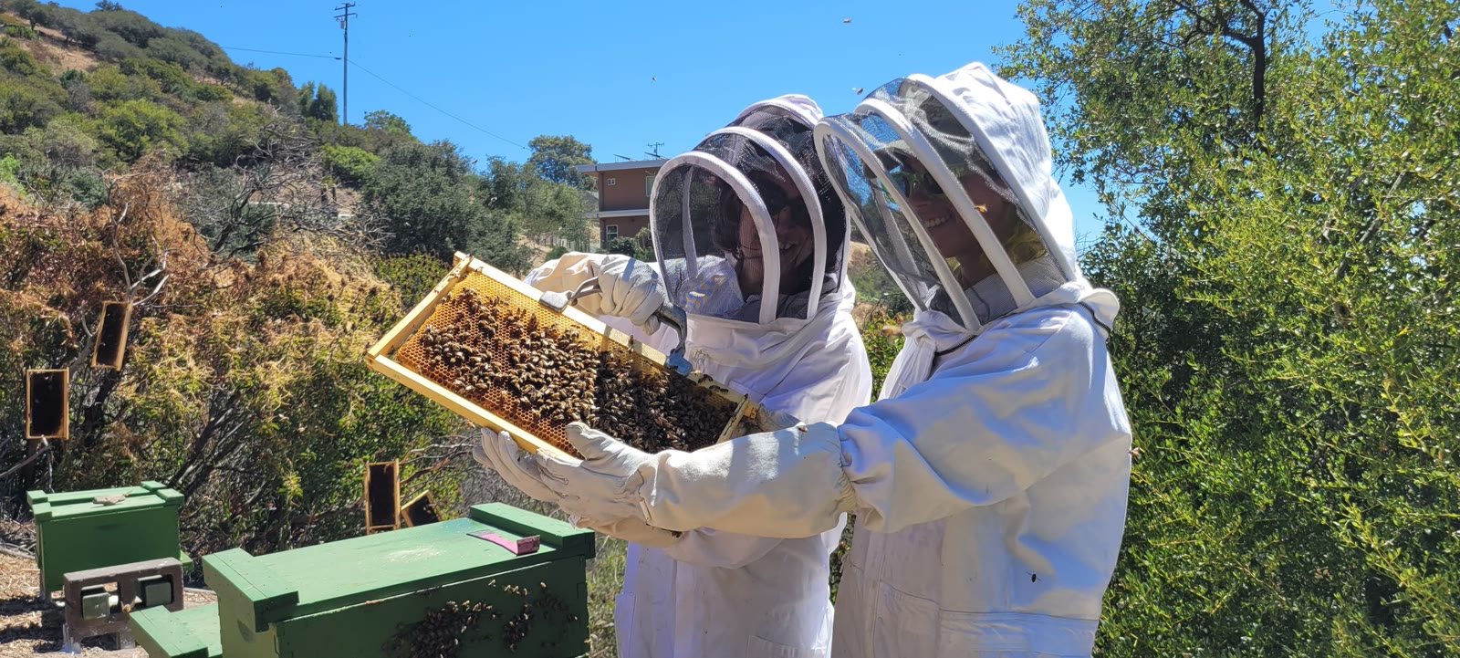 Beecasso beekeeper relocating a hive