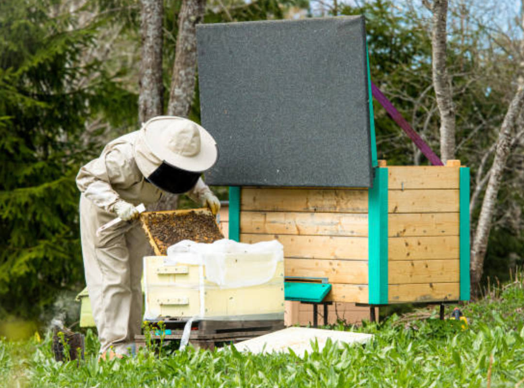 Beecasso beekeeper relocating a hive