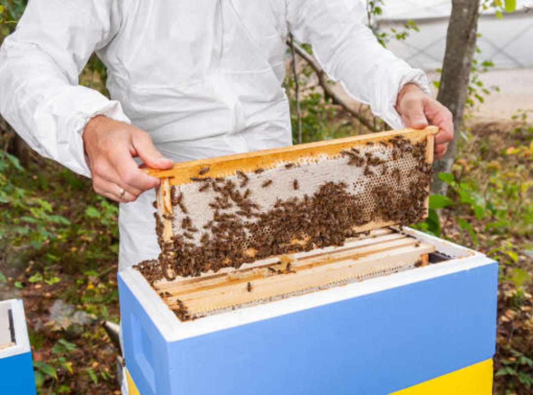 Beecasso beekeeper relocating a hive