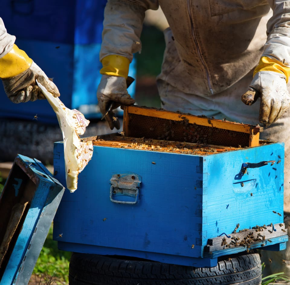 Beecasso beekeeper relocating a hive