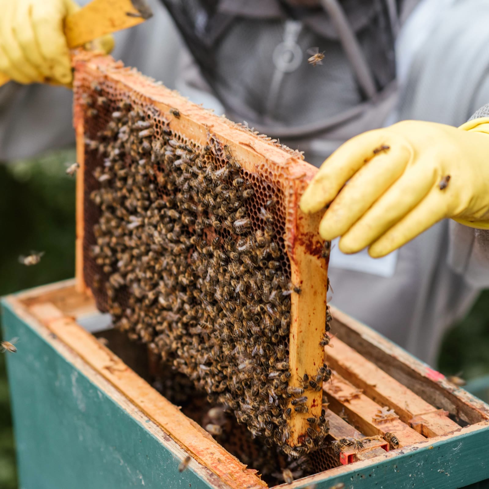 Beecasso beekeeper relocating a hive