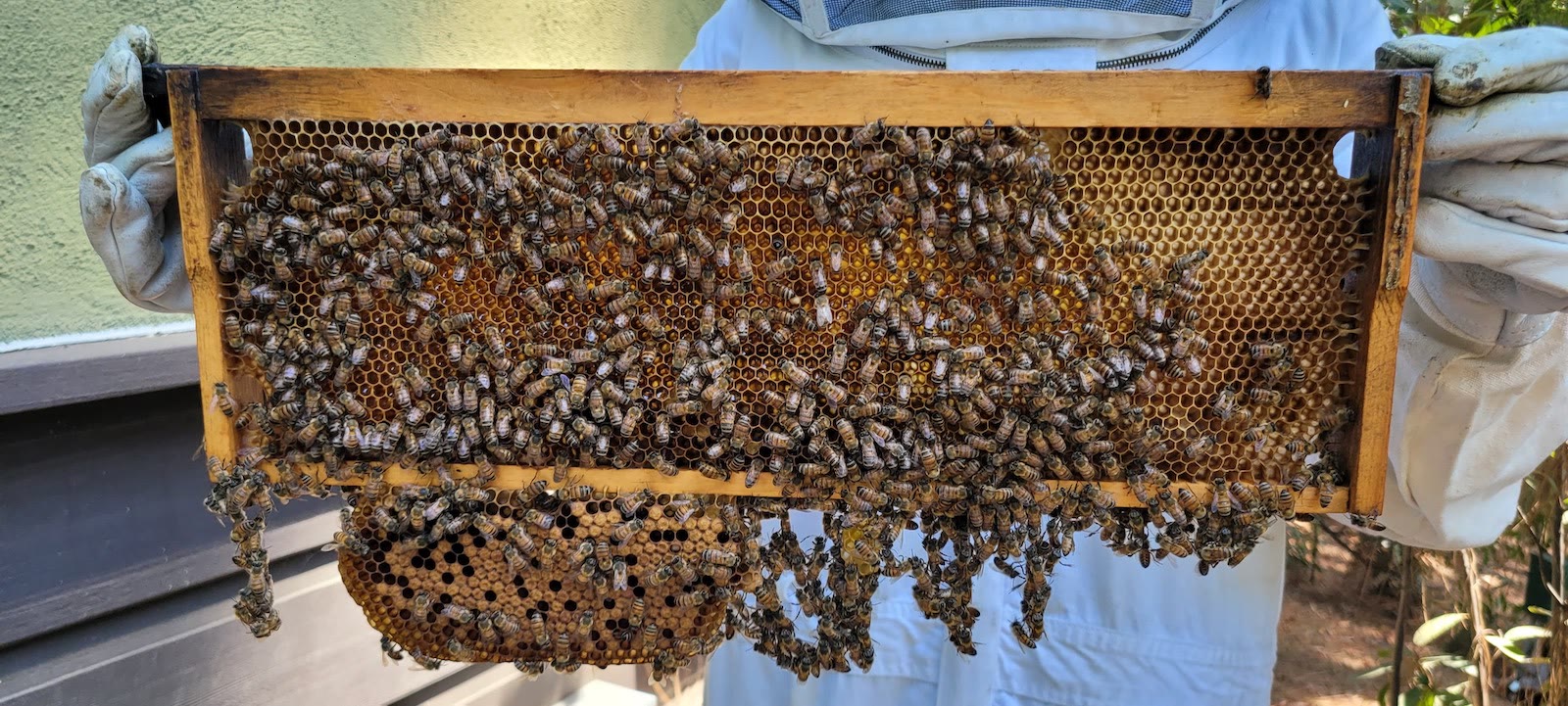 Beecasso beekeeper relocating a hive