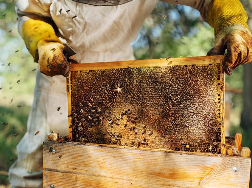 Beecasso beekeeper relocating a hive