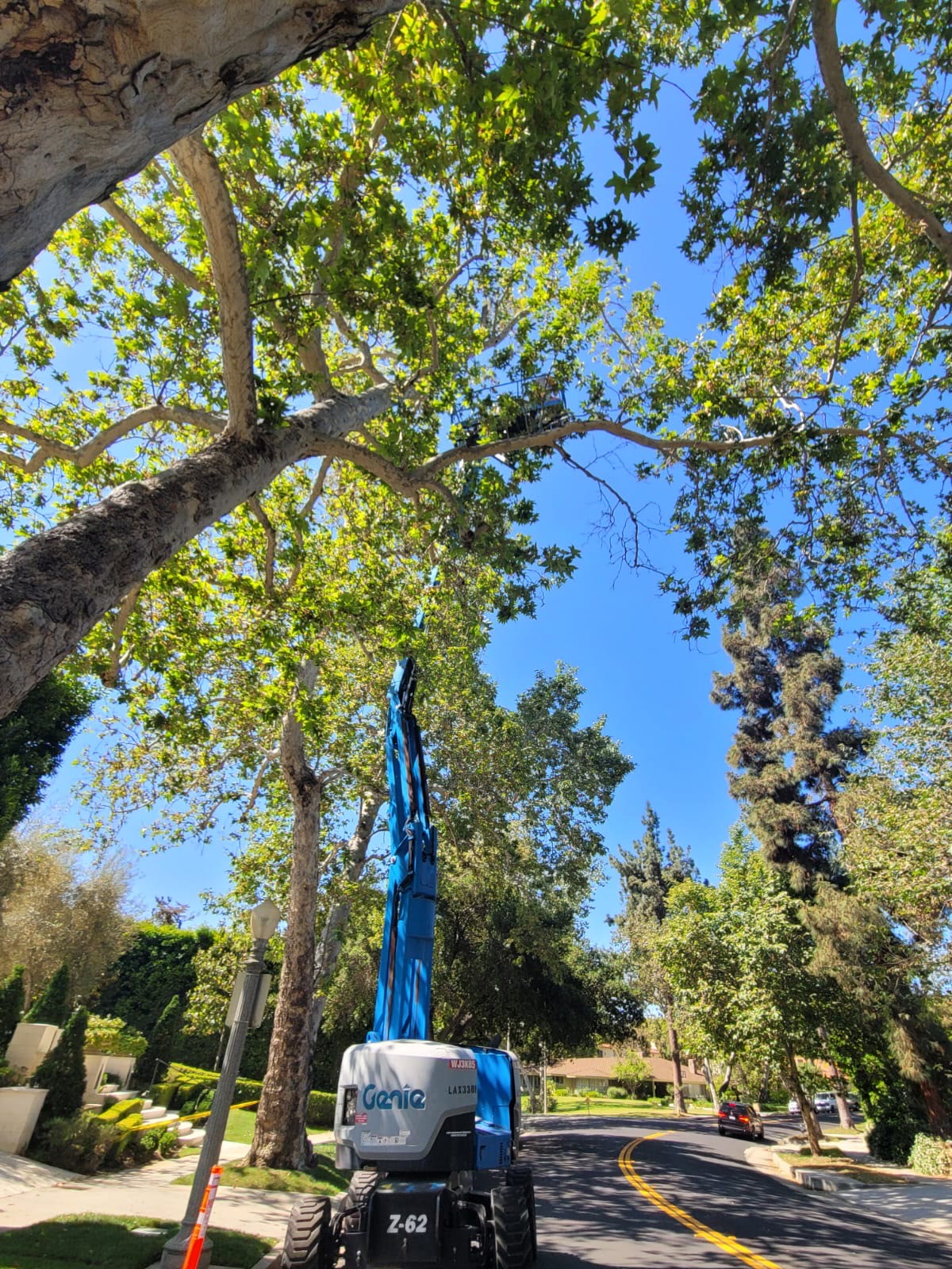Beecasso commercial bee removal