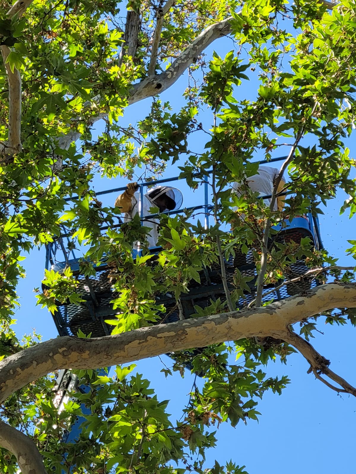 Beecasso commercial bee removal