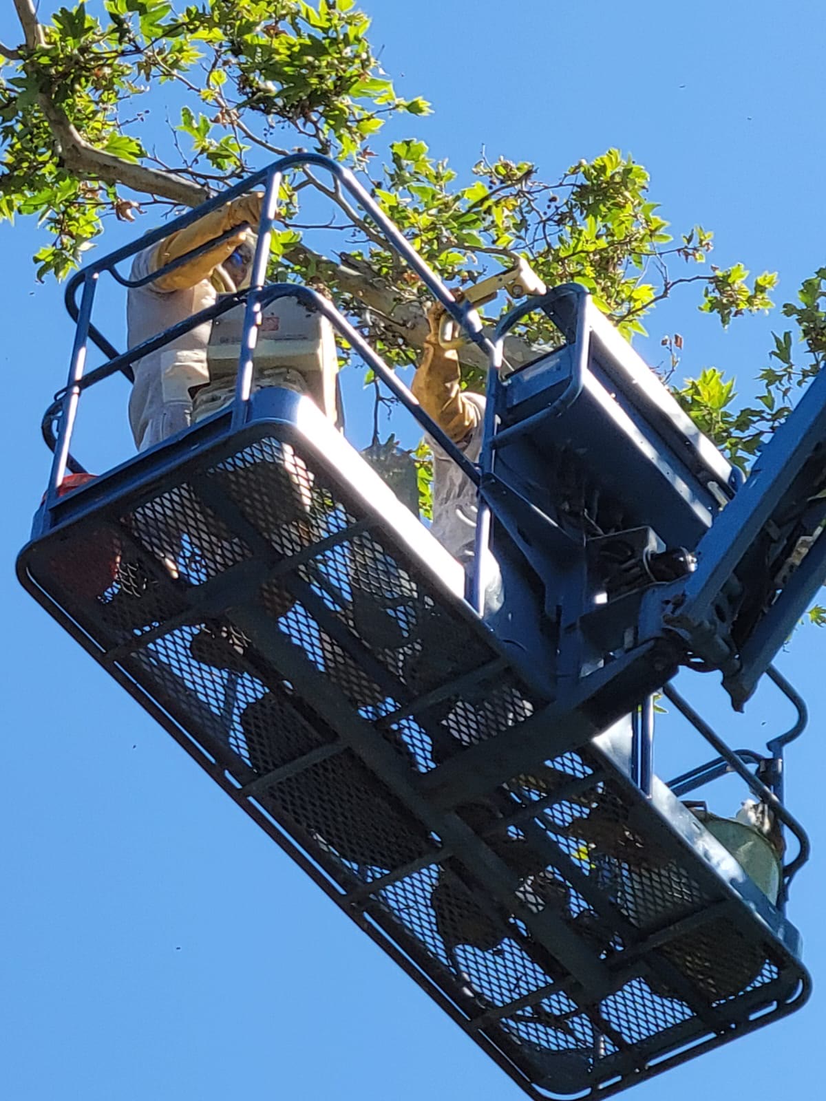 Beecasso commercial bee removal