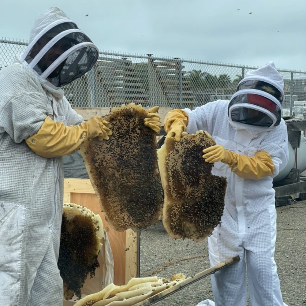 Beecasso commercial bee removal
