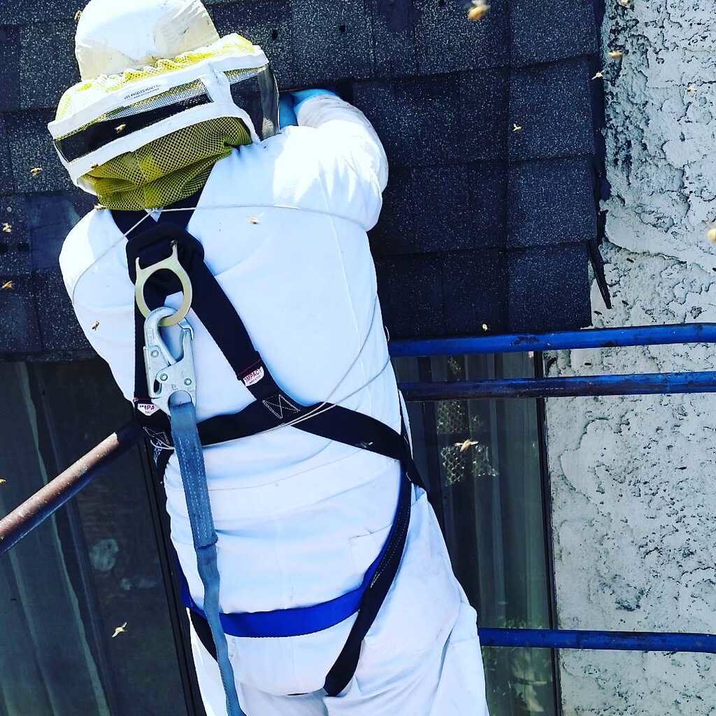 Beecasso commercial bee removal