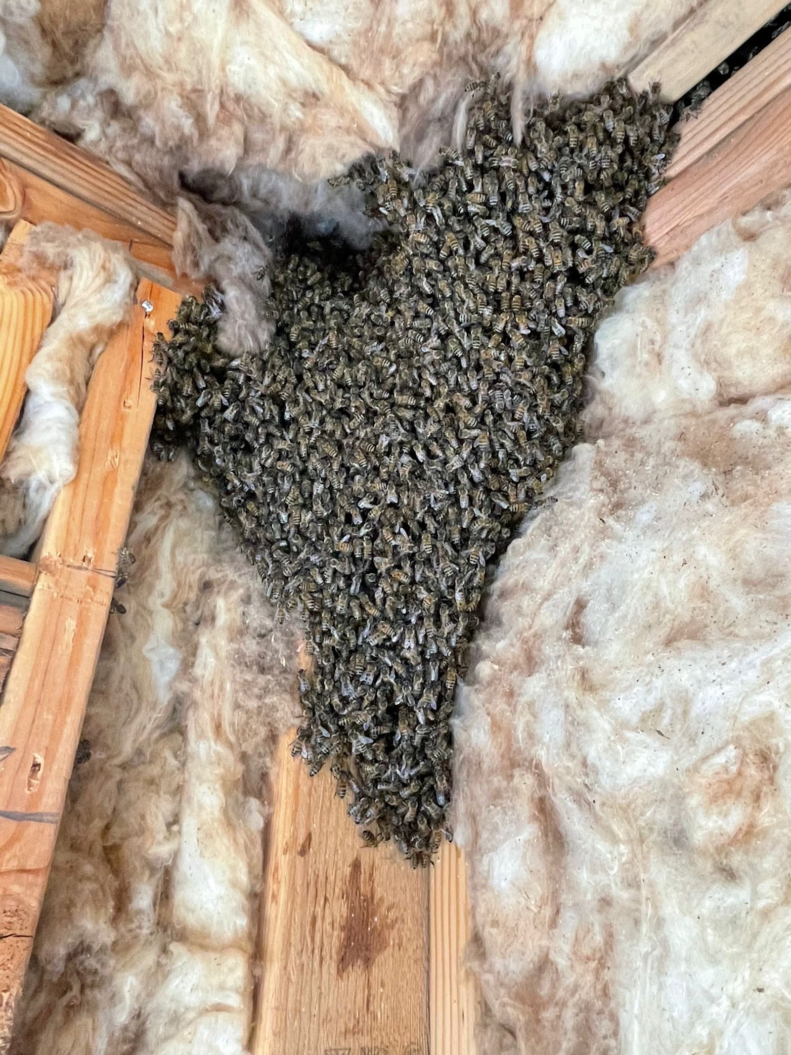 Beecasso emergency swarm removal