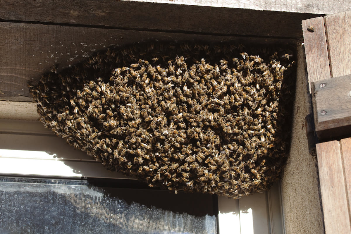 Beecasso emergency swarm removal
