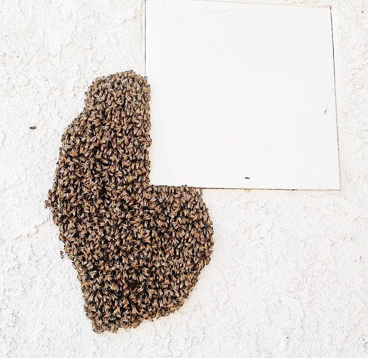 Beecasso emergency swarm removal