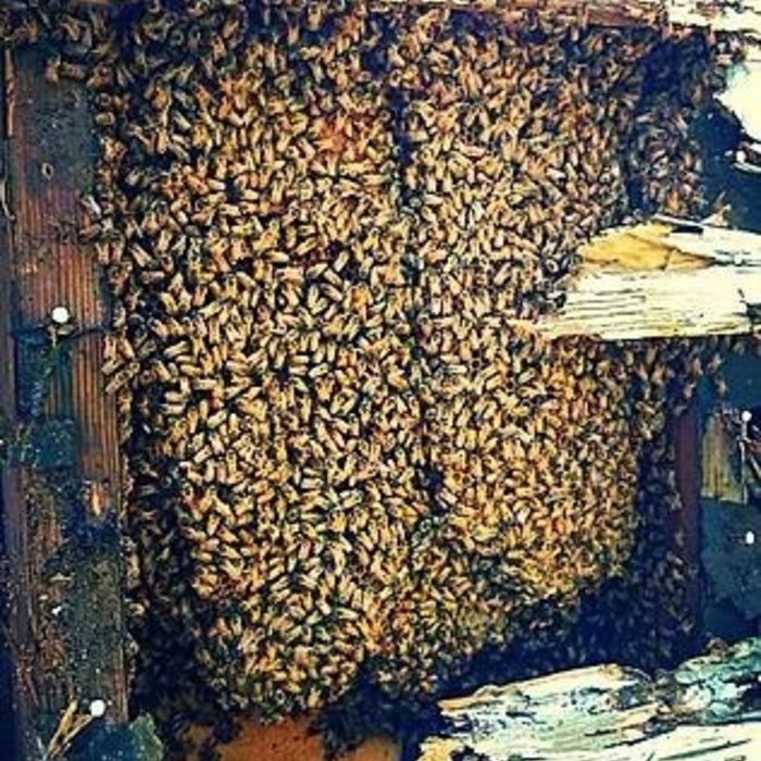 Beecasso emergency swarm removal