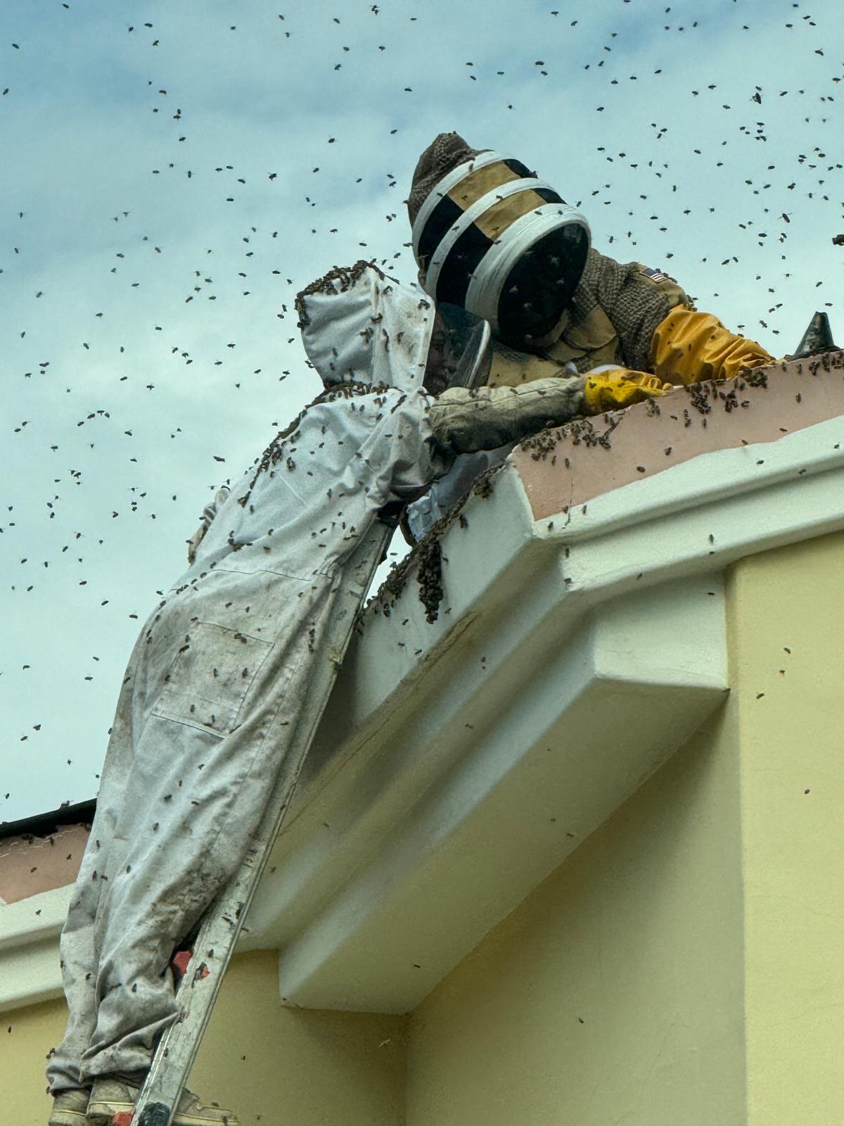Beecasso emergency swarm removal