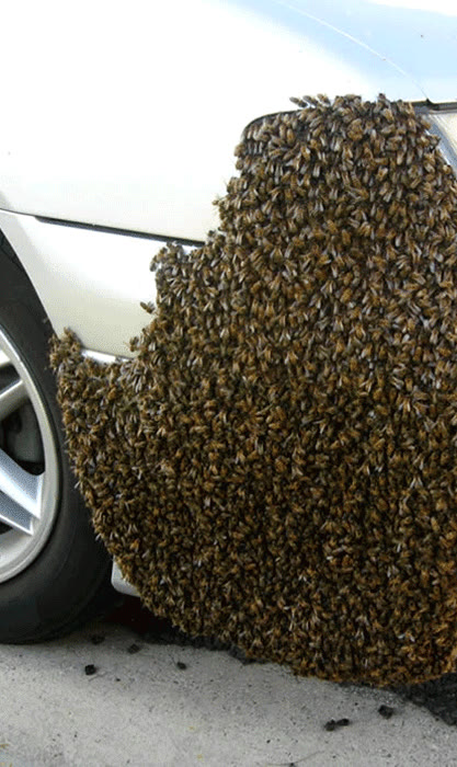 Beecasso emergency swarm removal