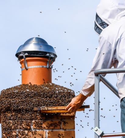 Beecasso emergency swarm removal