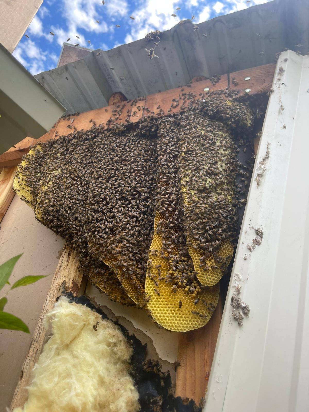 Beecasso residential bee removal