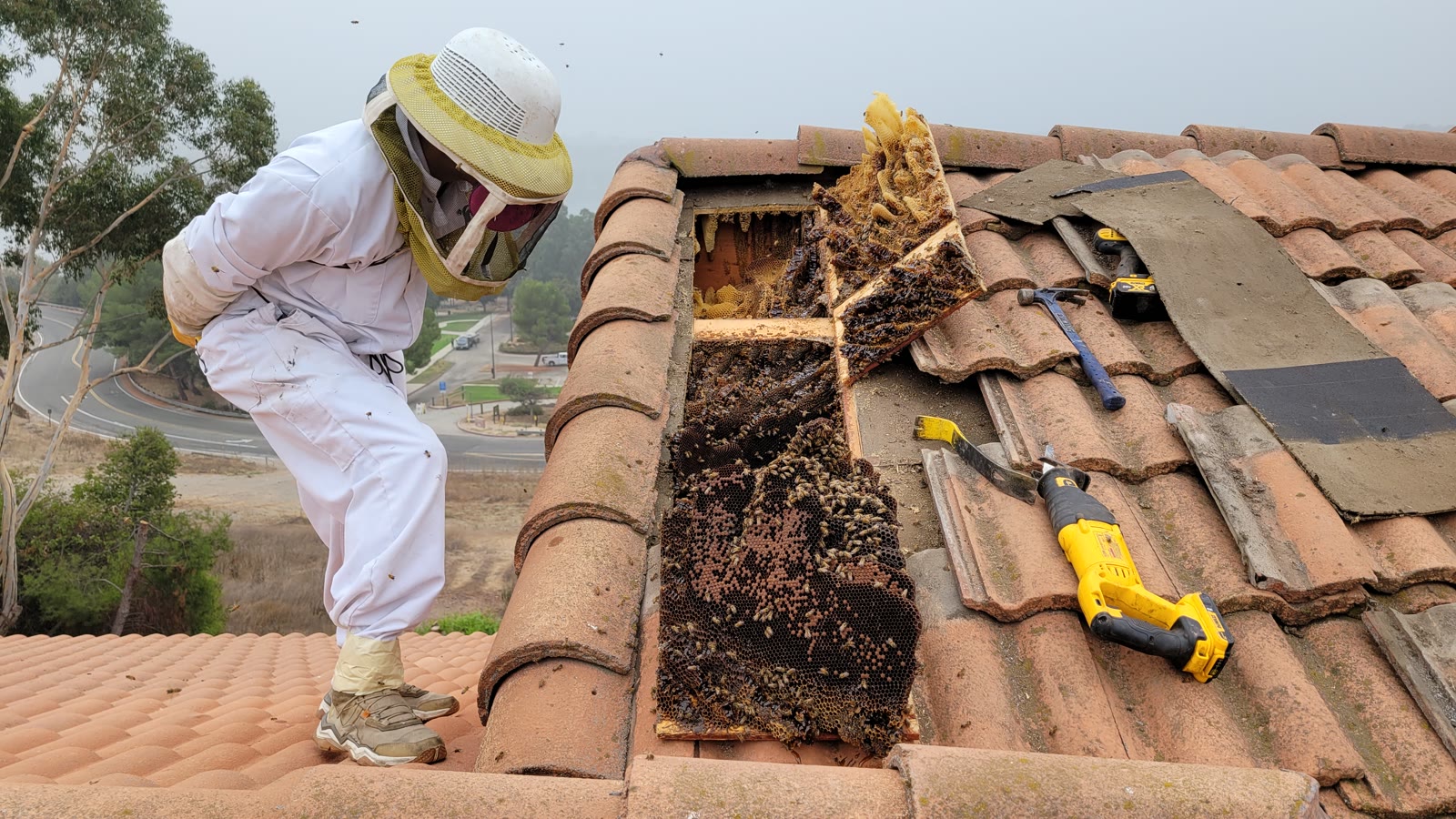 Beecasso residential bee removal