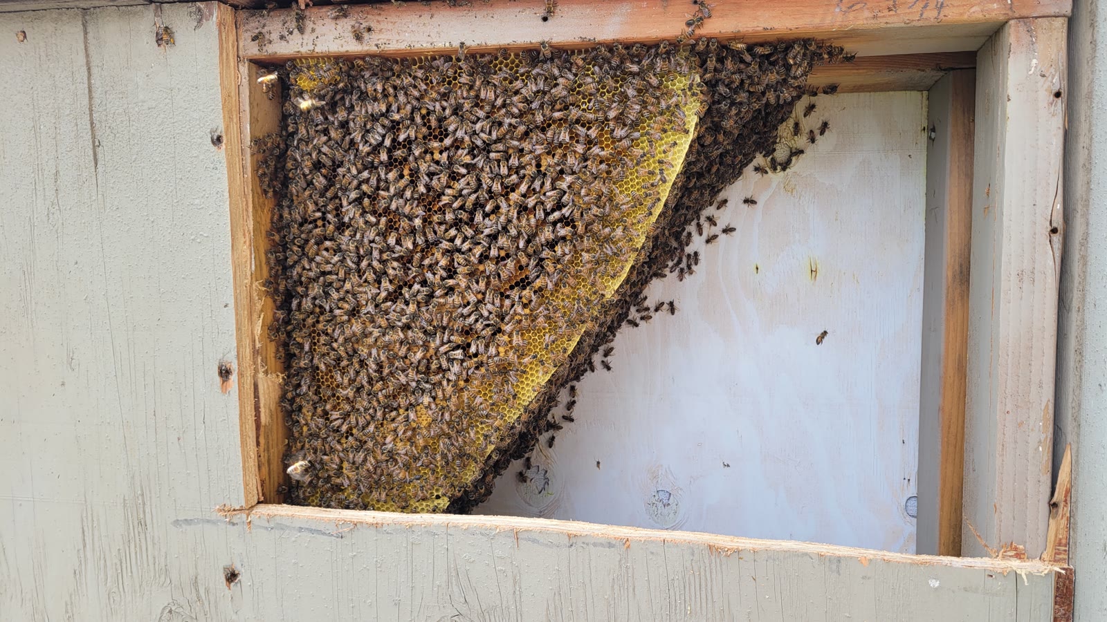 Beecasso residential bee removal