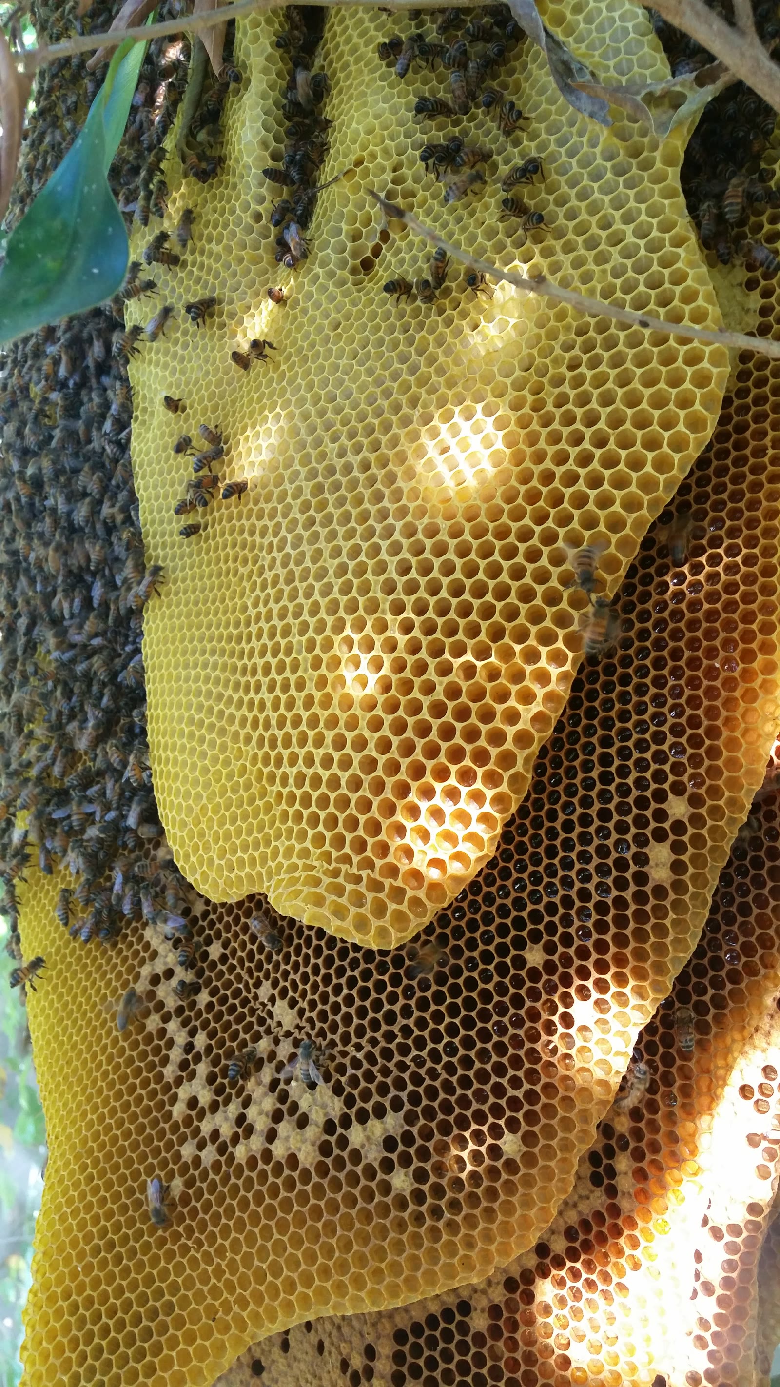 Beecasso residential bee removal