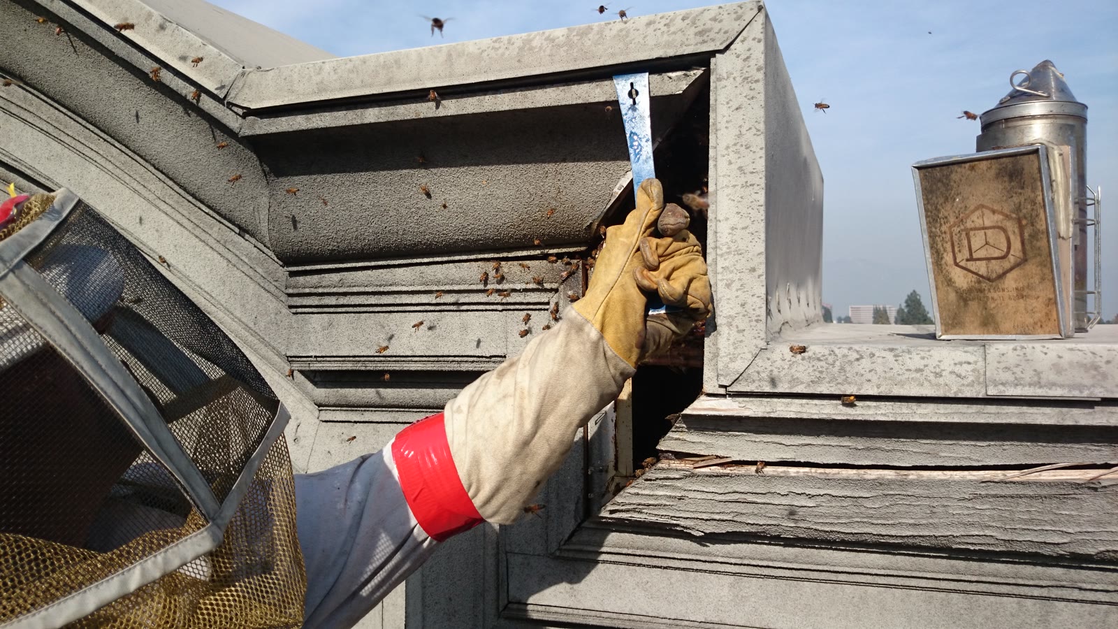 Beecasso residential bee removal