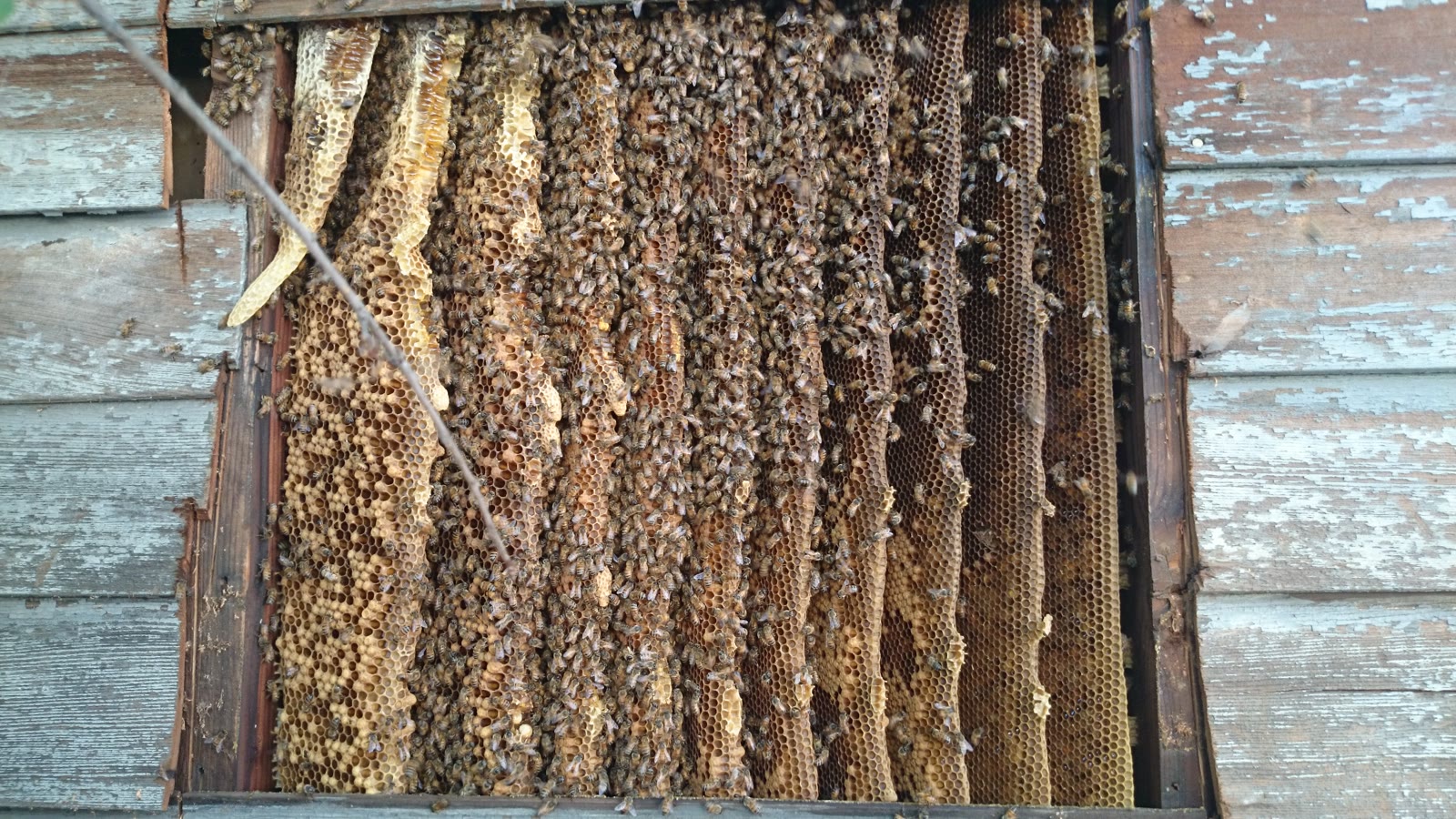 Beecasso residential bee removal