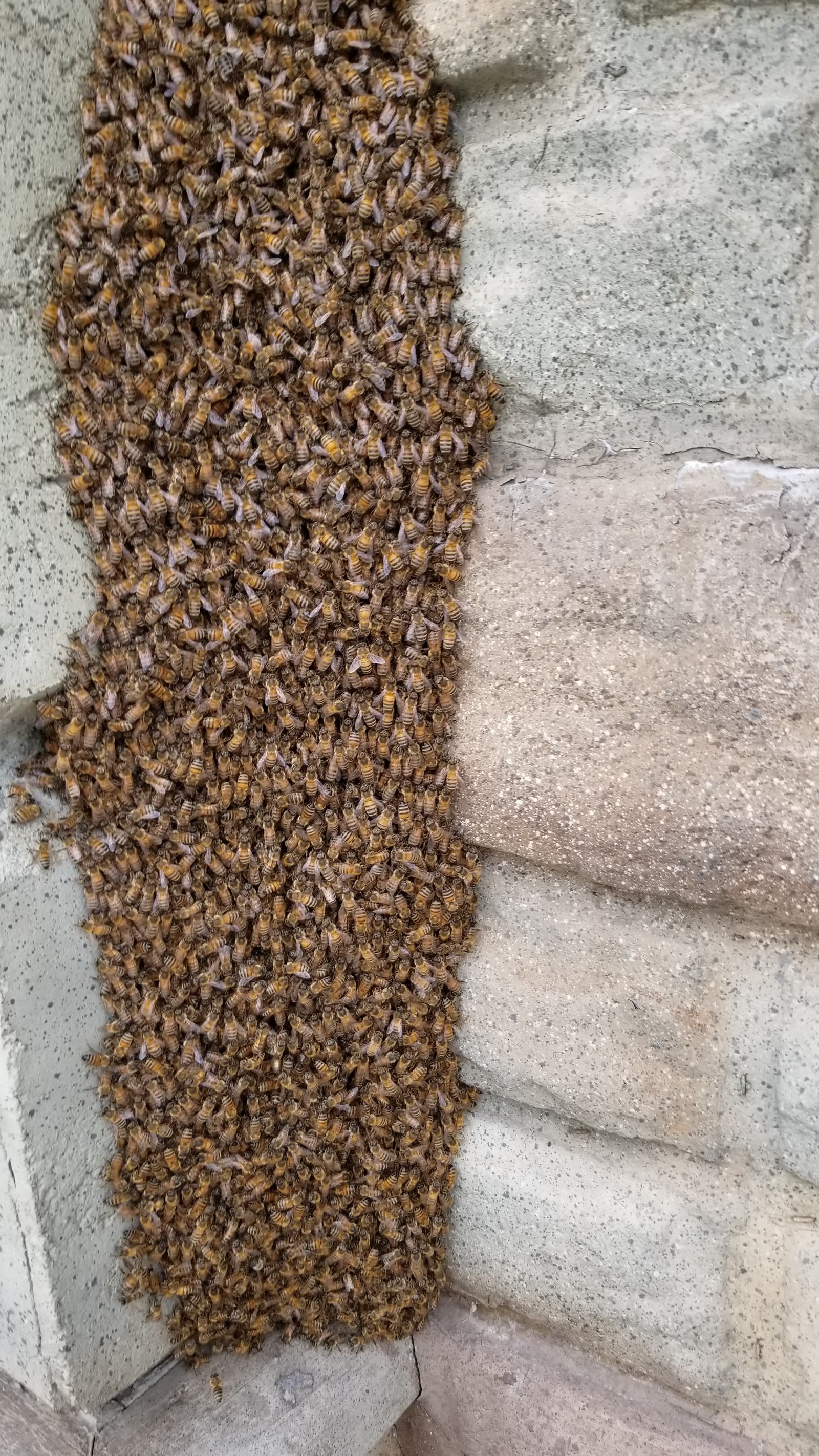 Beecasso residential bee removal