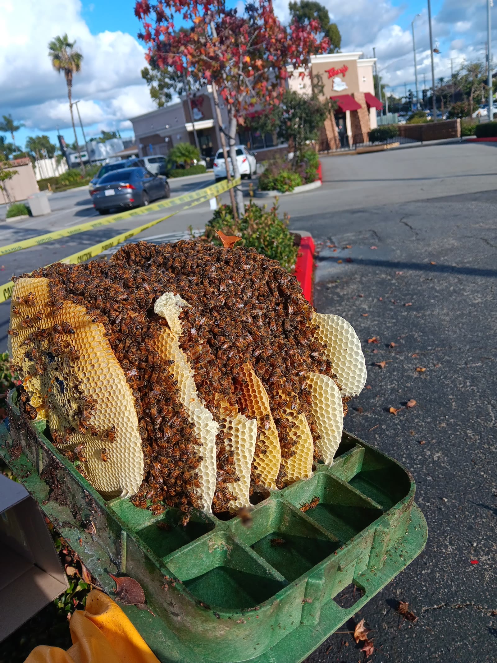 Beecasso residential bee removal
