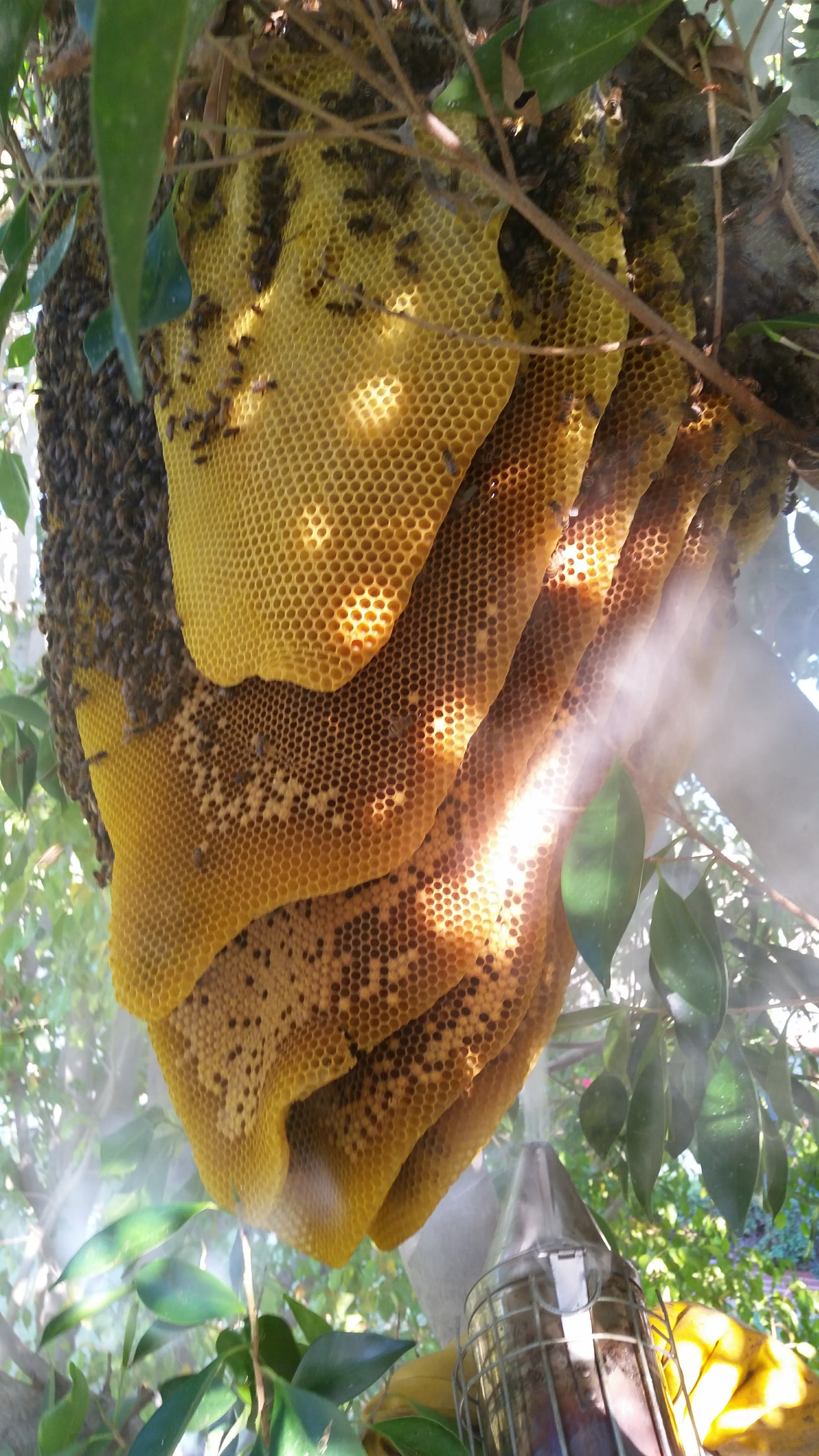 Beecasso residential bee removal