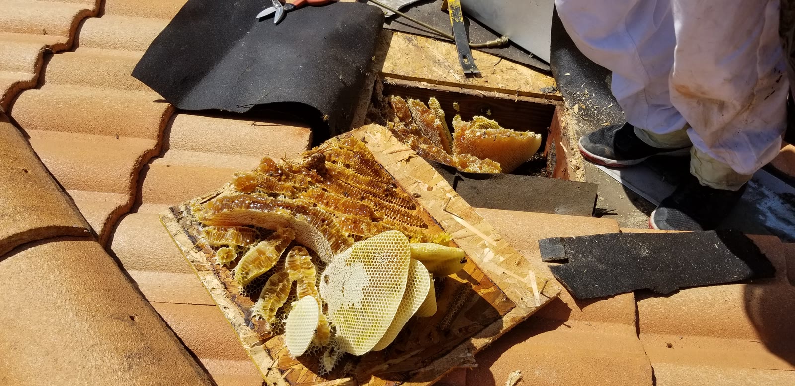 Beecasso residential bee removal