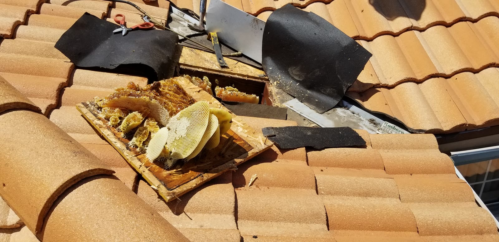 Beecasso residential bee removal