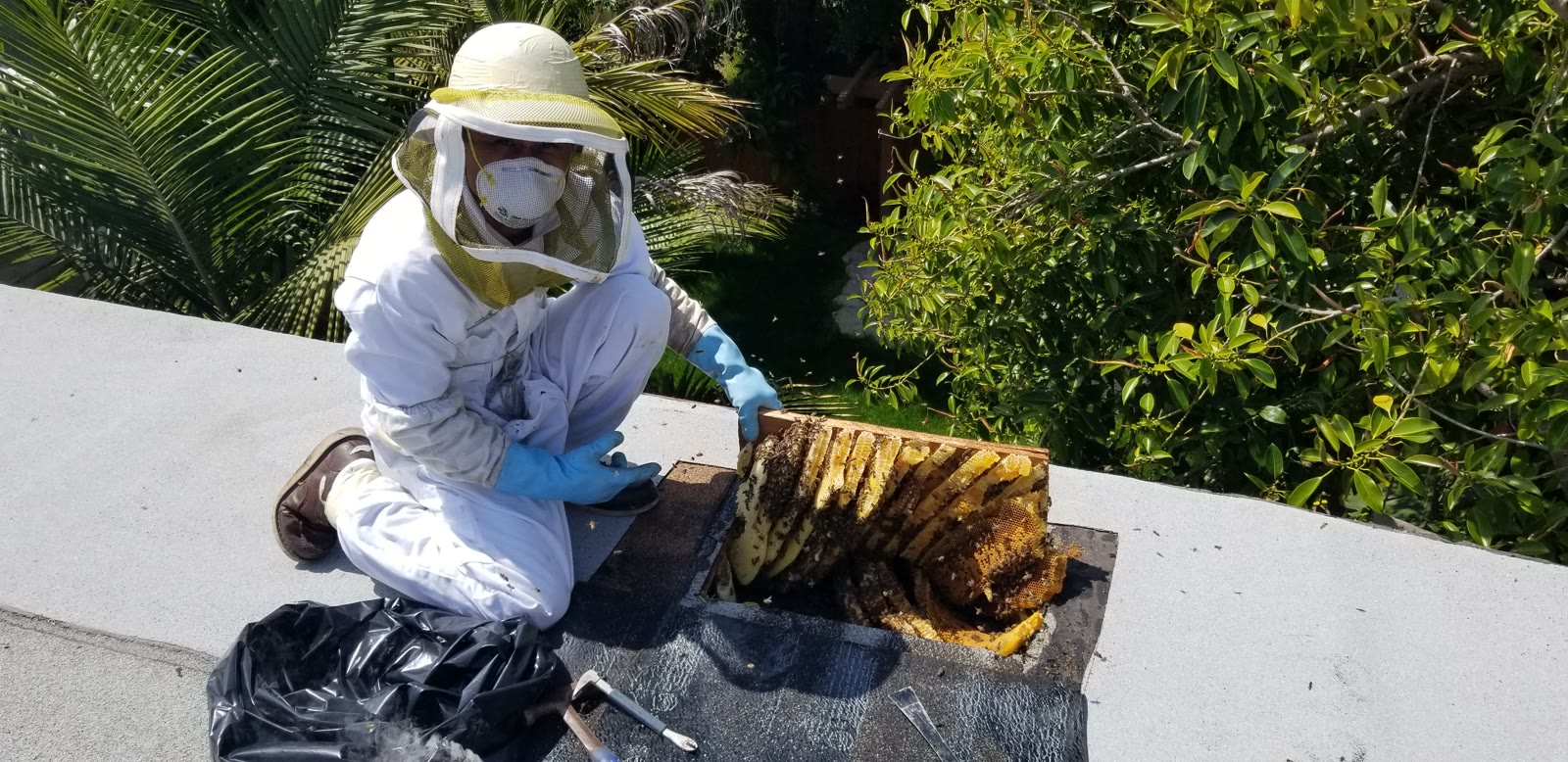 Beecasso residential bee removal