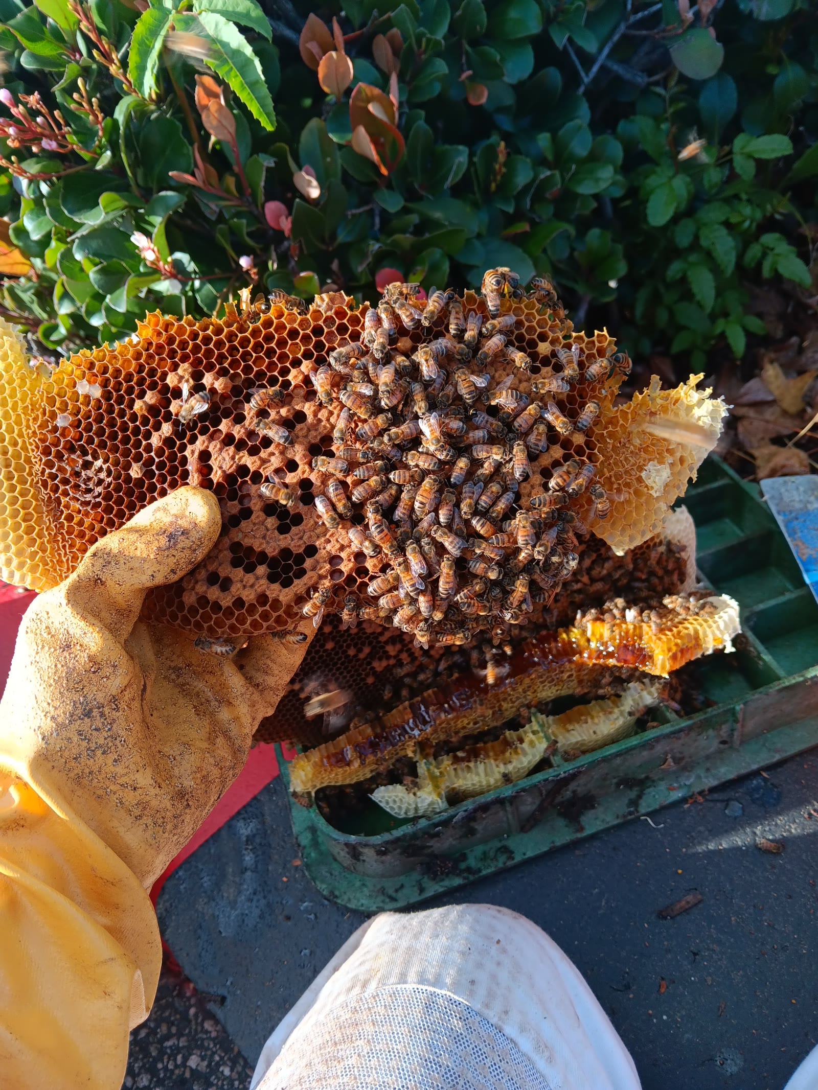 Beecasso residential bee removal