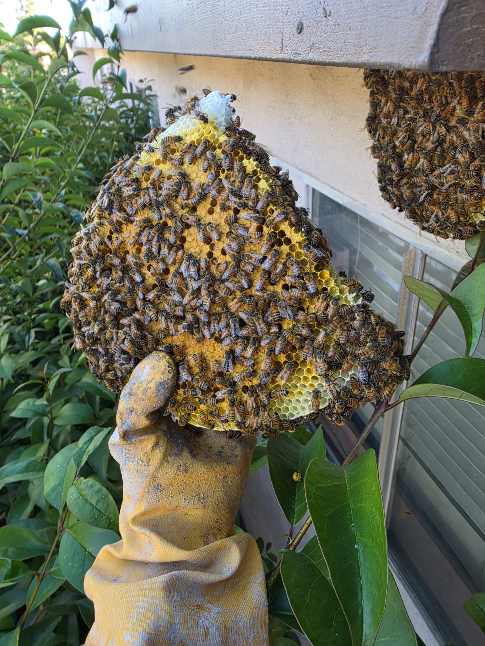 Beecasso residential bee removal
