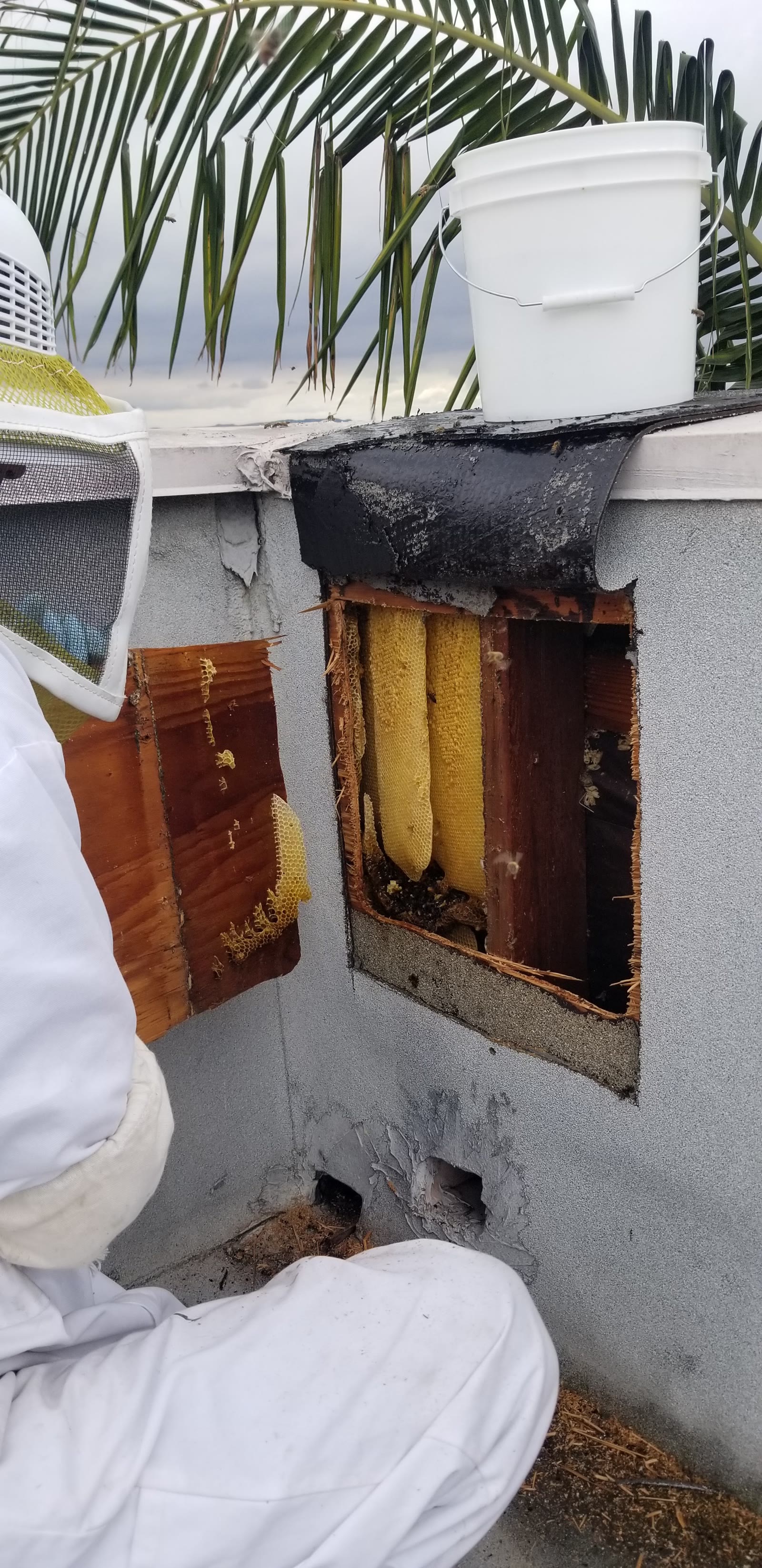 Beecasso residential bee removal