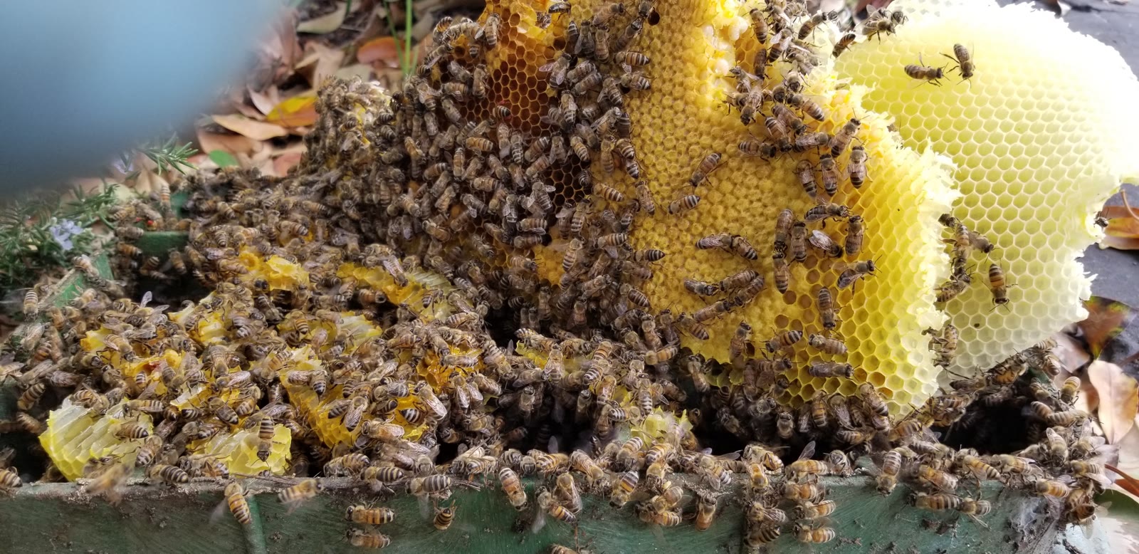 Beecasso residential bee removal