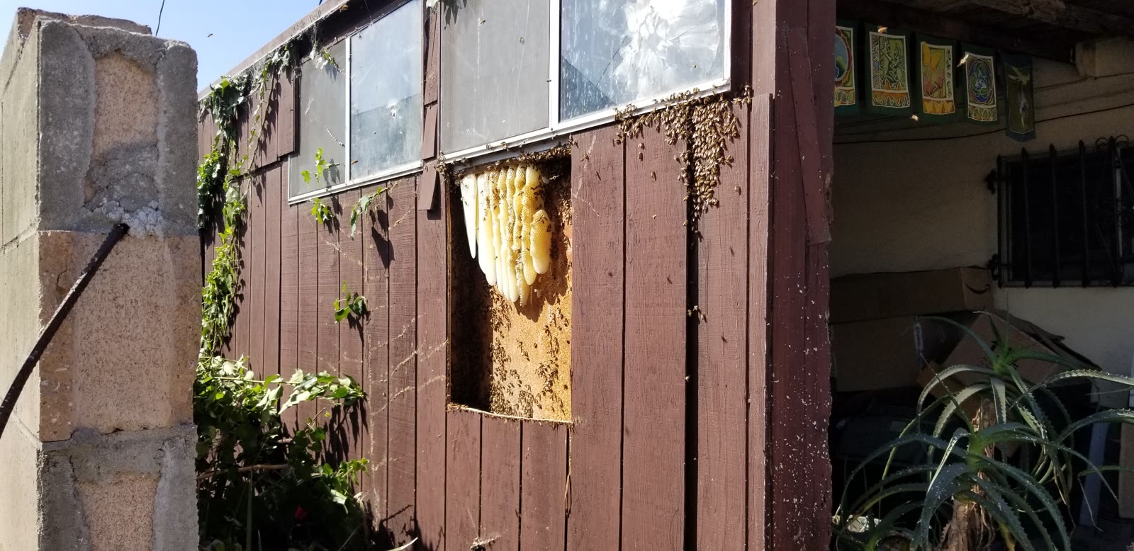 Beecasso residential bee removal