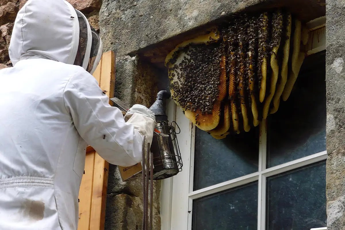 Residential bee removal from a wall cavity