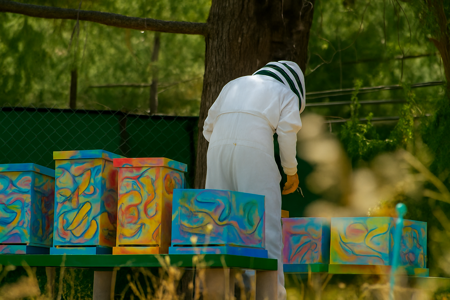 Steve Downs's collection of hand-painted bee boxes
