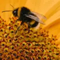 Exploring the Fascinating World of Bees: Essential Insights