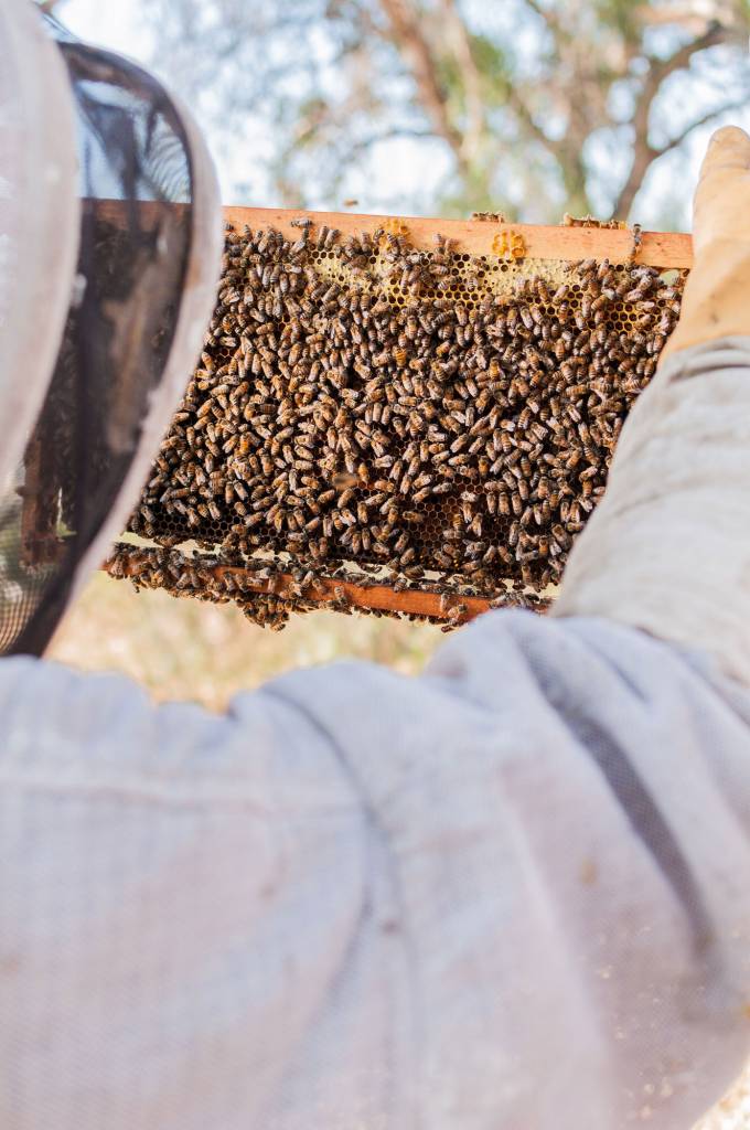 BeeRescue Beekeeper