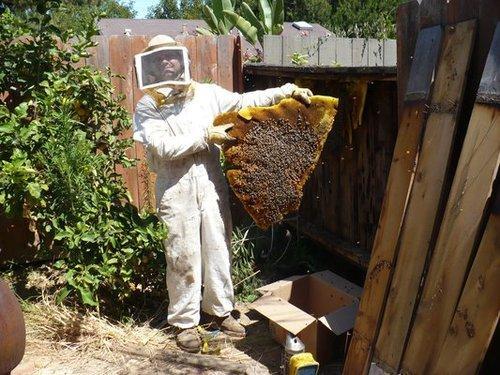 bee hive removal service 500x500 1